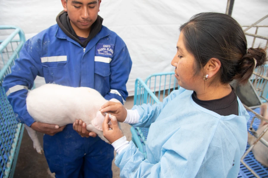 Imagen del proceso Salud Animal